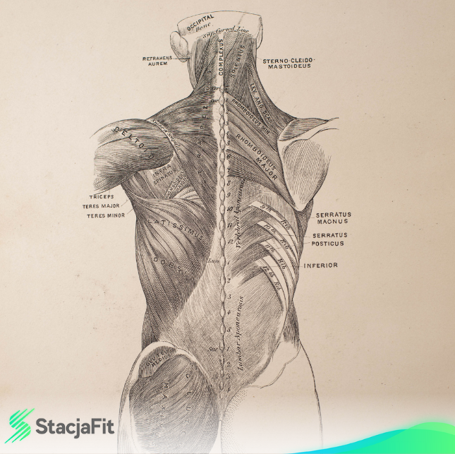 trening personalny Szczecin, fizjoterapia Szczecin, studio treningowe Szczecin, trener personalny Szczecin, rehabilitacja Szczecin, ćwiczenia indywidualne Szczecin , StacjaFit